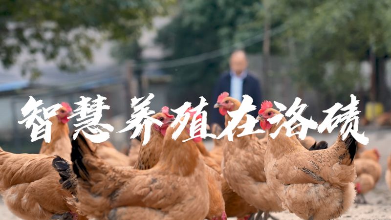 引物合成：确保PCR实验精准的基石